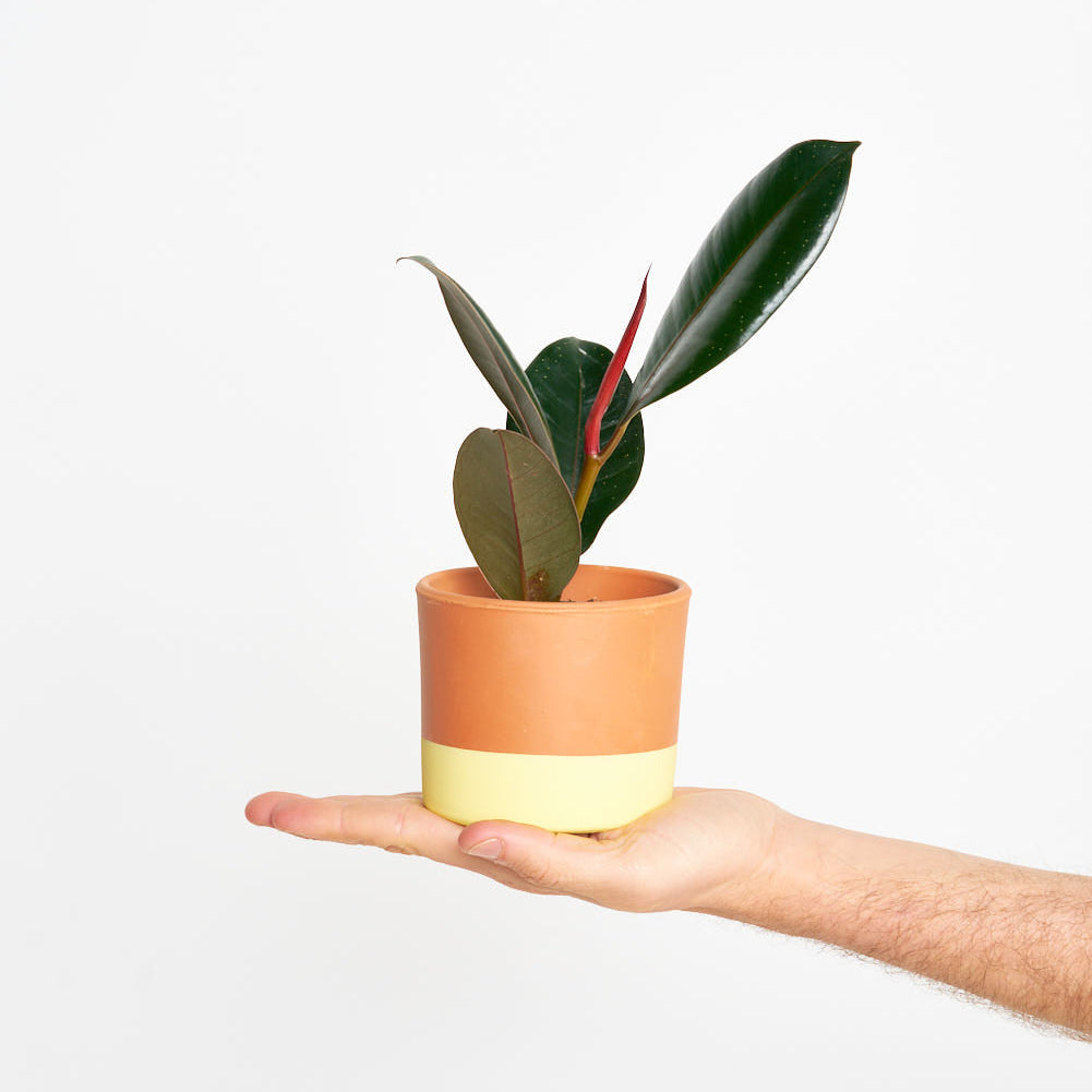 Ficus Elástica Robusta