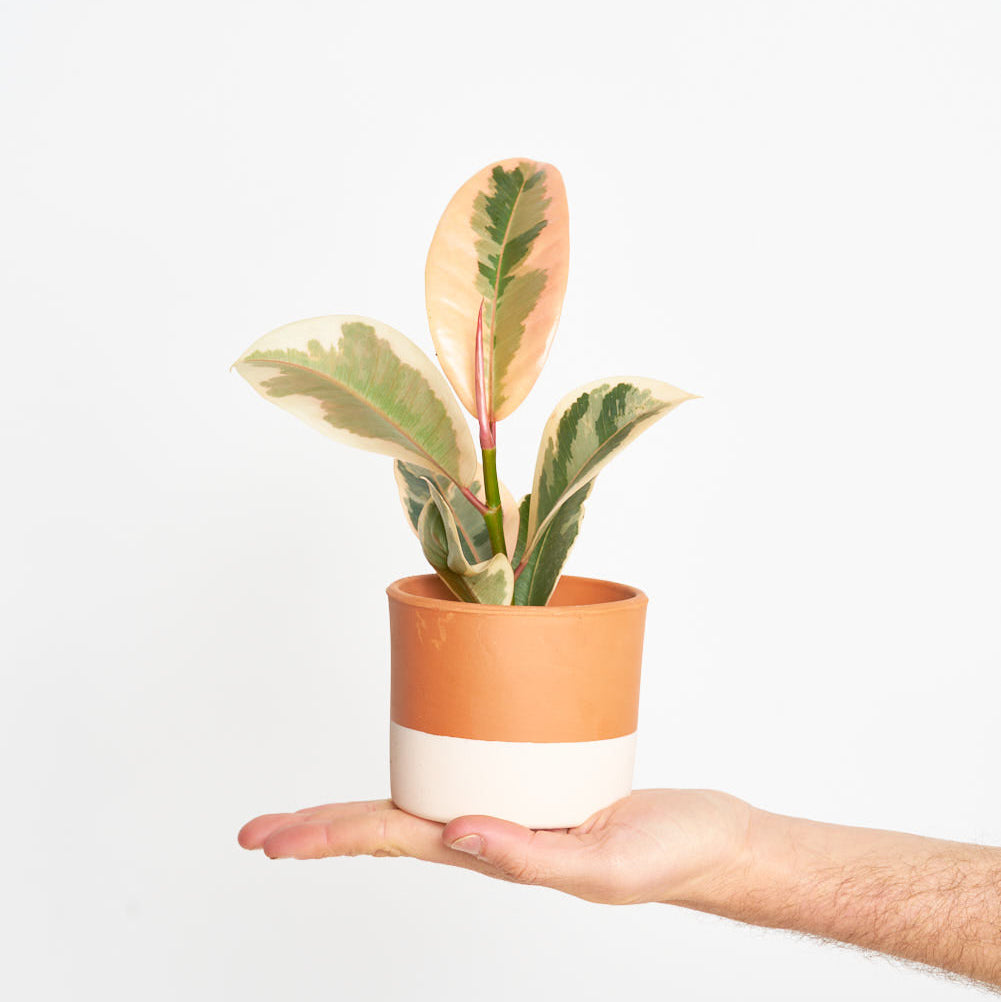 Ficus Elástica Tineke