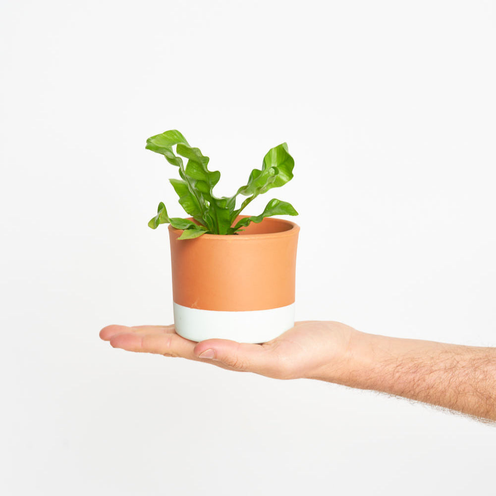 Asplenium Nidus 'Crispy Wave'