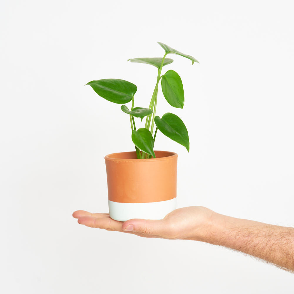 monstera deliciosa pequeña Monstera Deliciosa