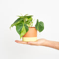 Philodendron Scandens Brasil
