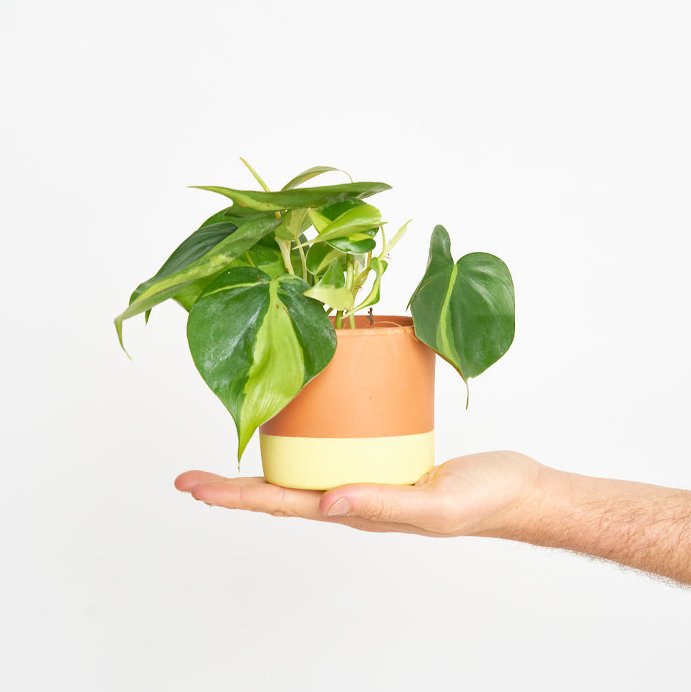 Philodendron Scandens Brasil