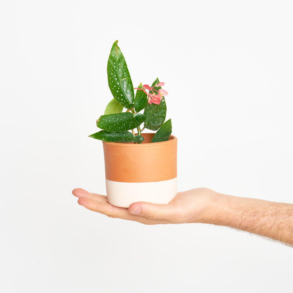 Begonia Maculata Silverspot