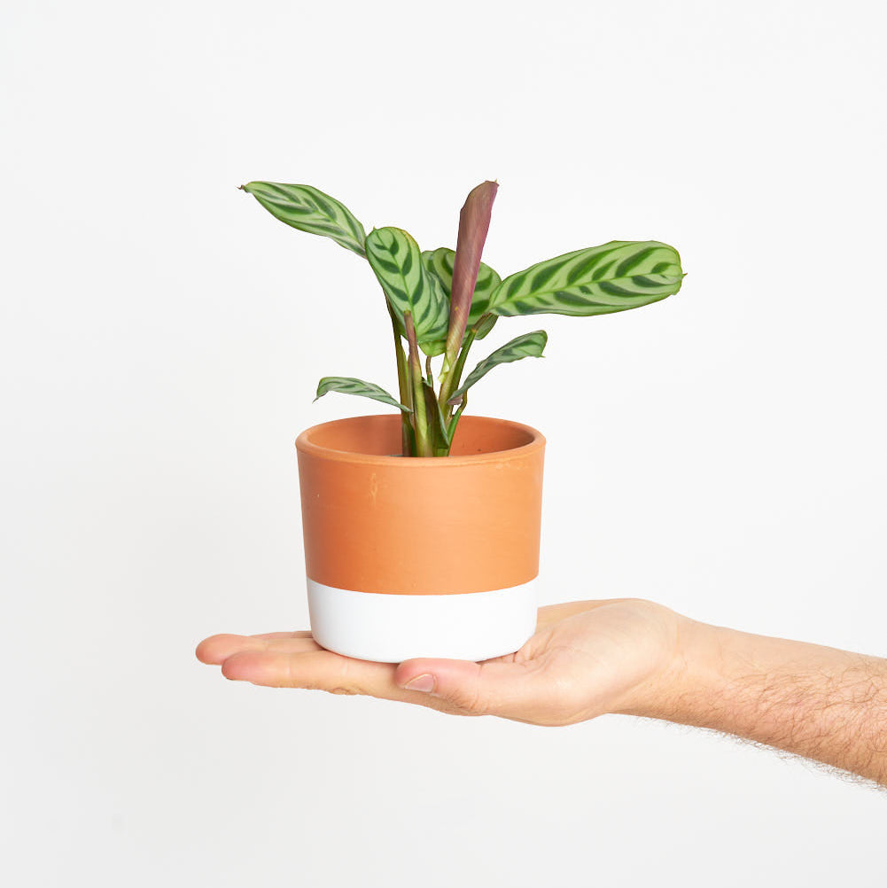 Maranta Amabilis