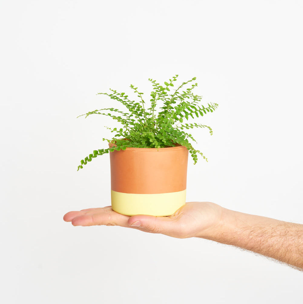 Helecho Nephrolepis Exaltata