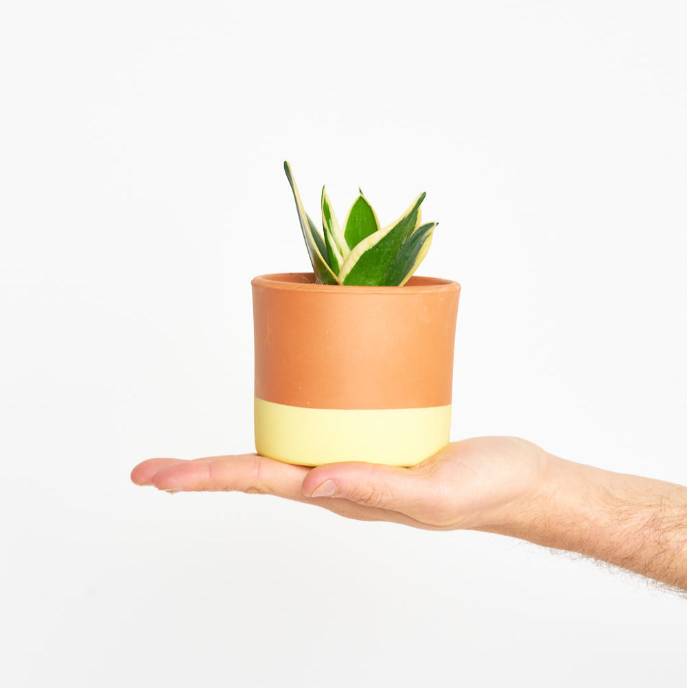 Sansevieria Trifasciata Golden