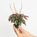 Peperomia Caperata Rosso