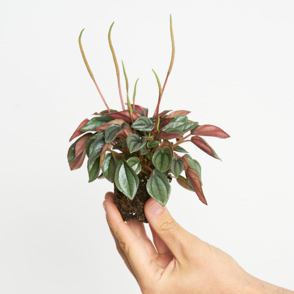 Peperomia Caperata Rosso