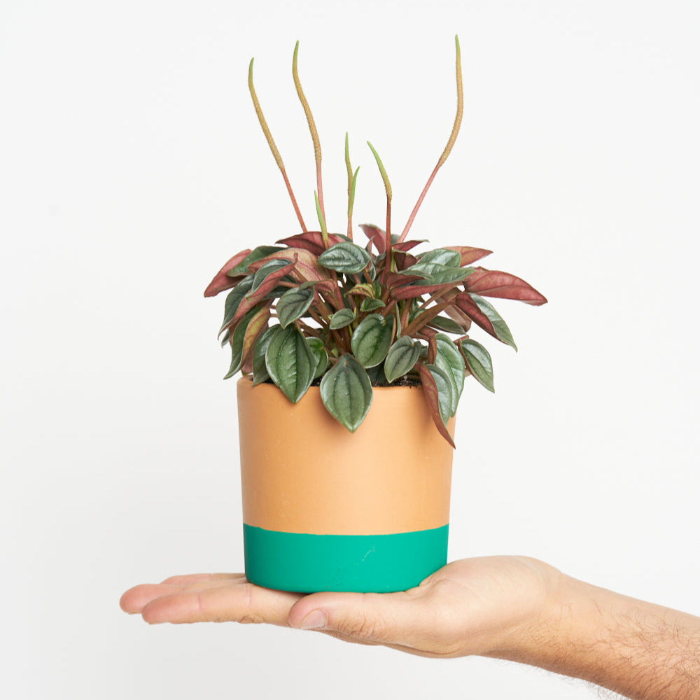Peperomia Caperata Rosso
