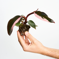 Philodendron Pink Princess
