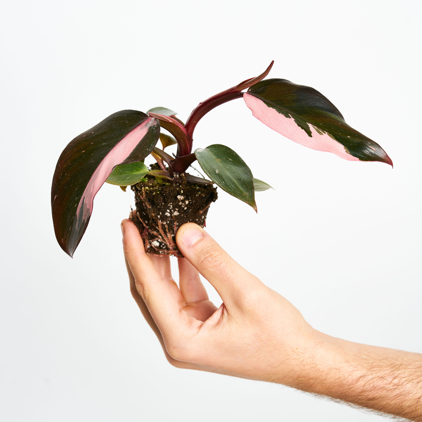 Philodendron Pink Princess
