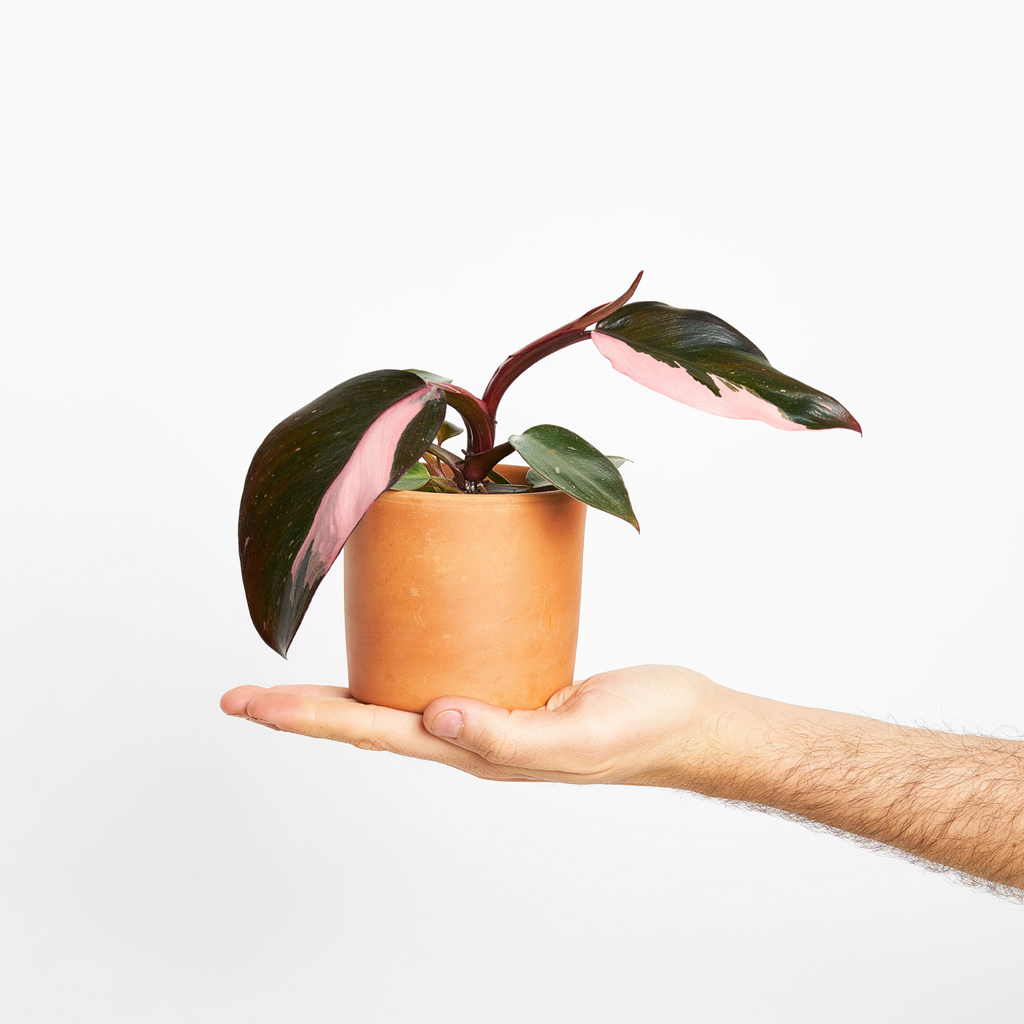 Philodendron Pink Princess