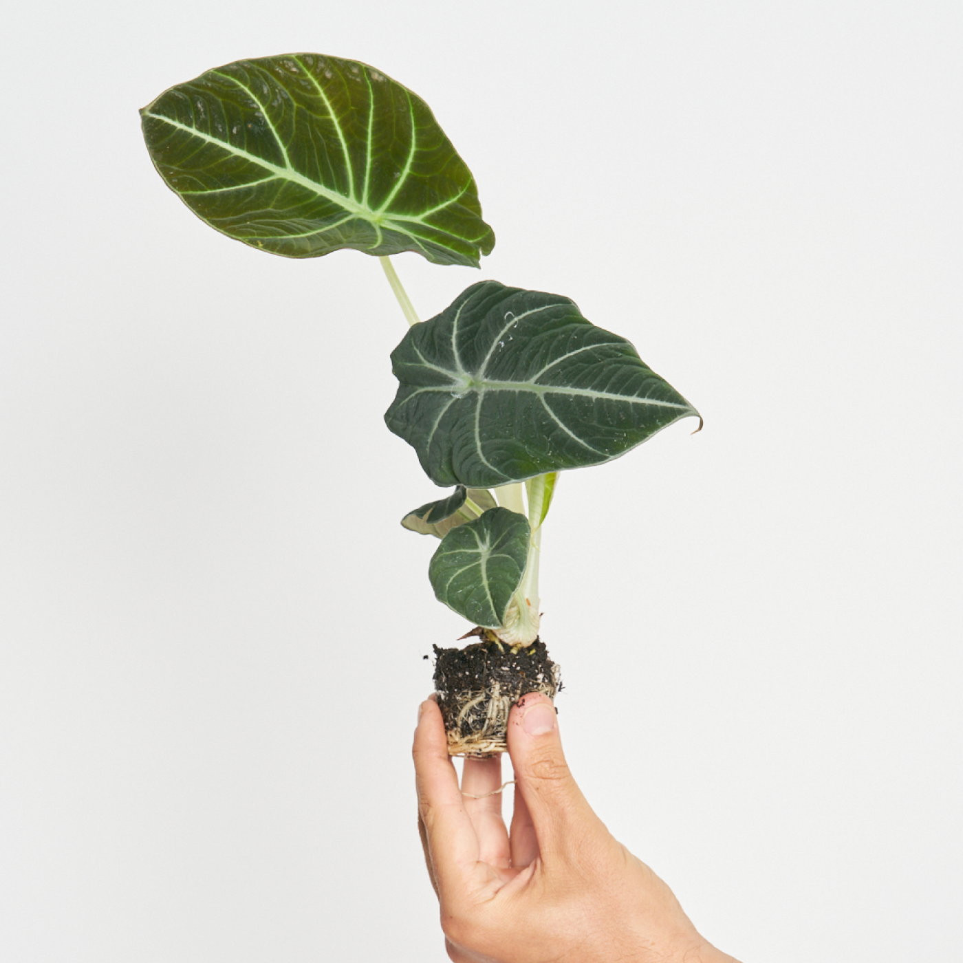 Alocasia Black Velvet