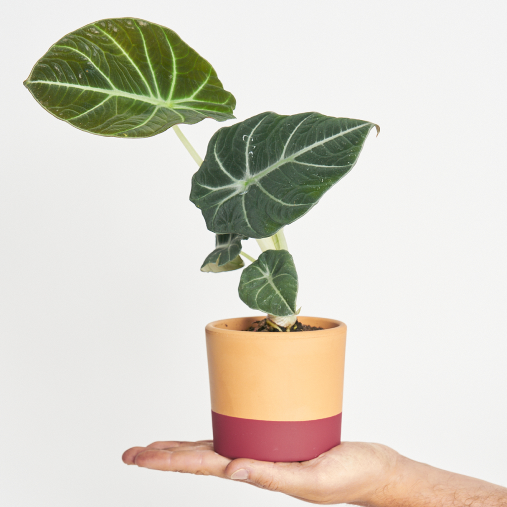 Alocasia Black Velvet