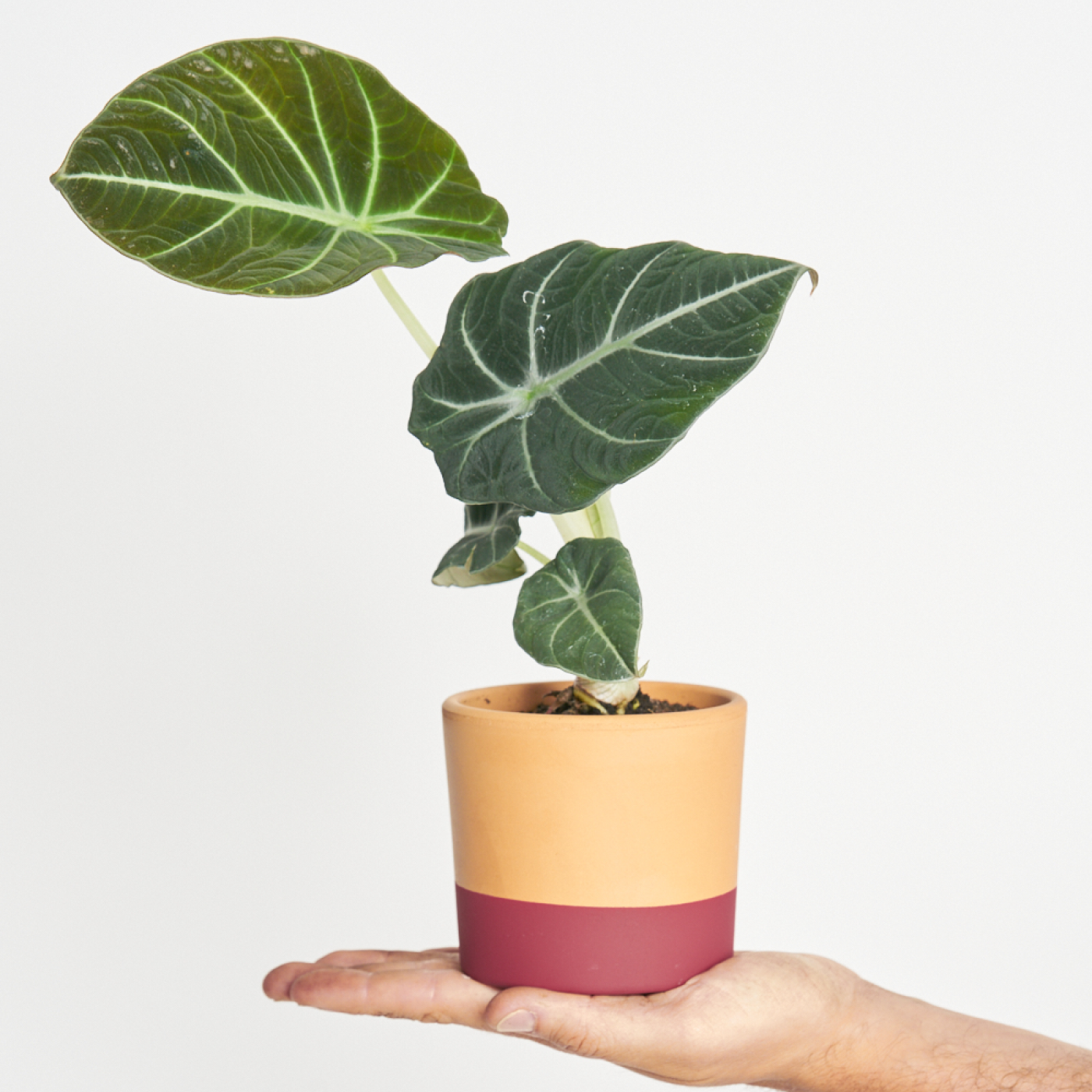 Alocasia Black Velvet