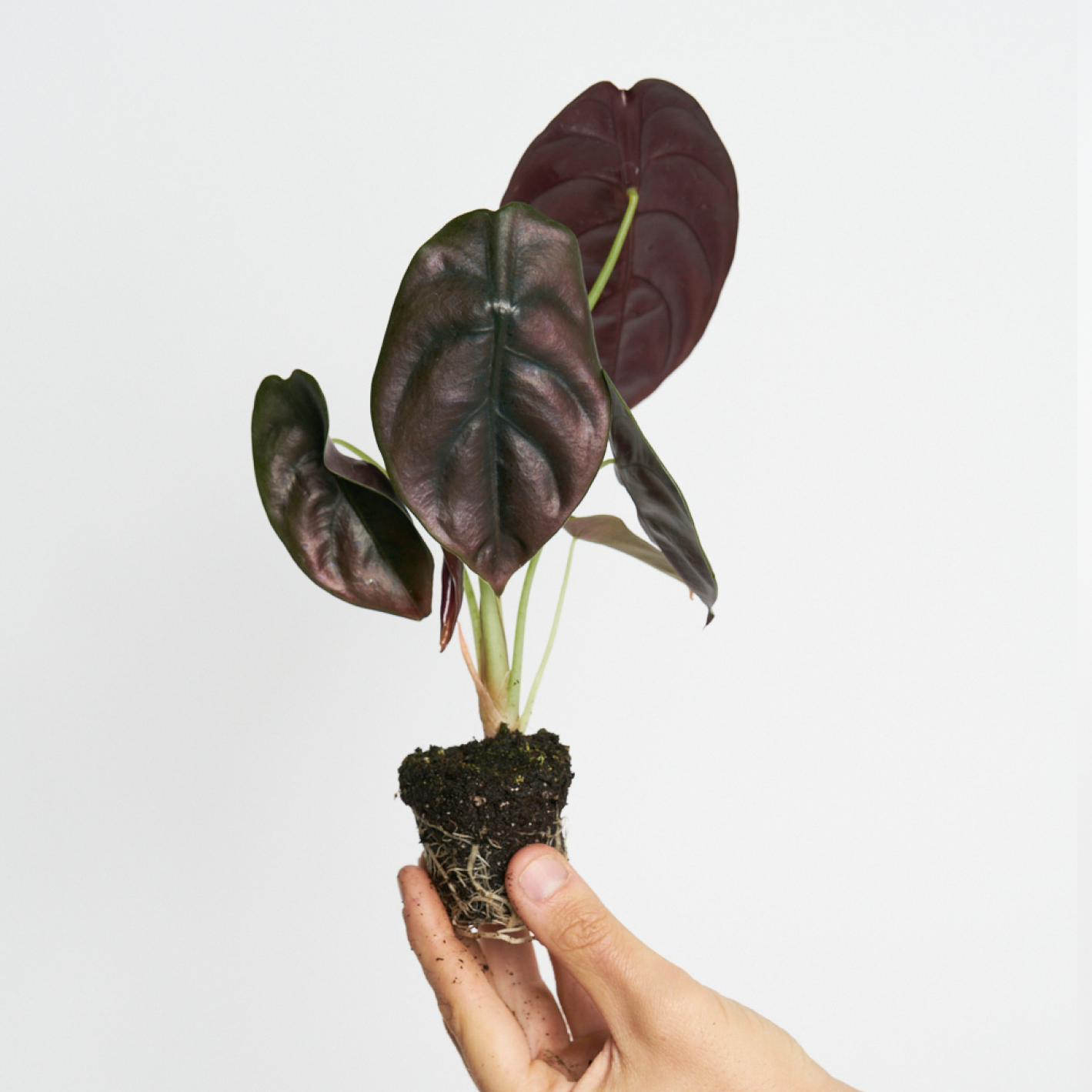 Alocasia Cuprea