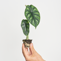 Alocasia Dragon Scale