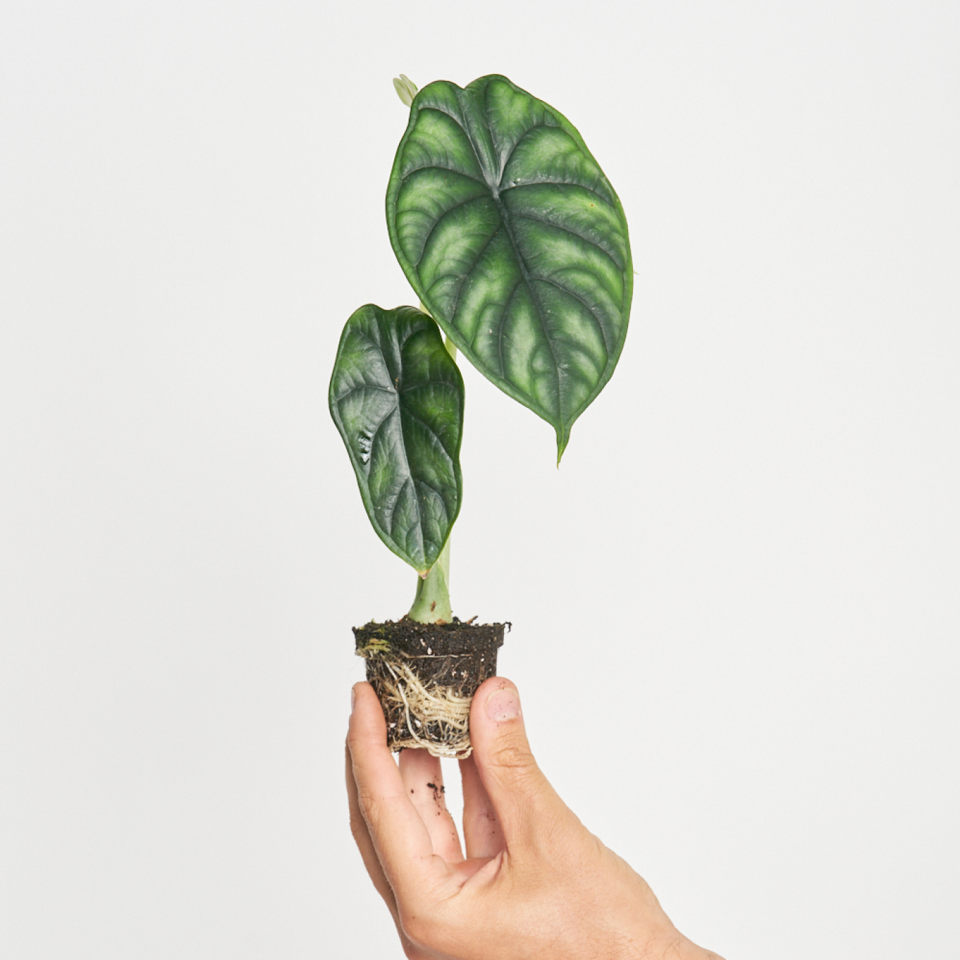 Alocasia Dragon Scale