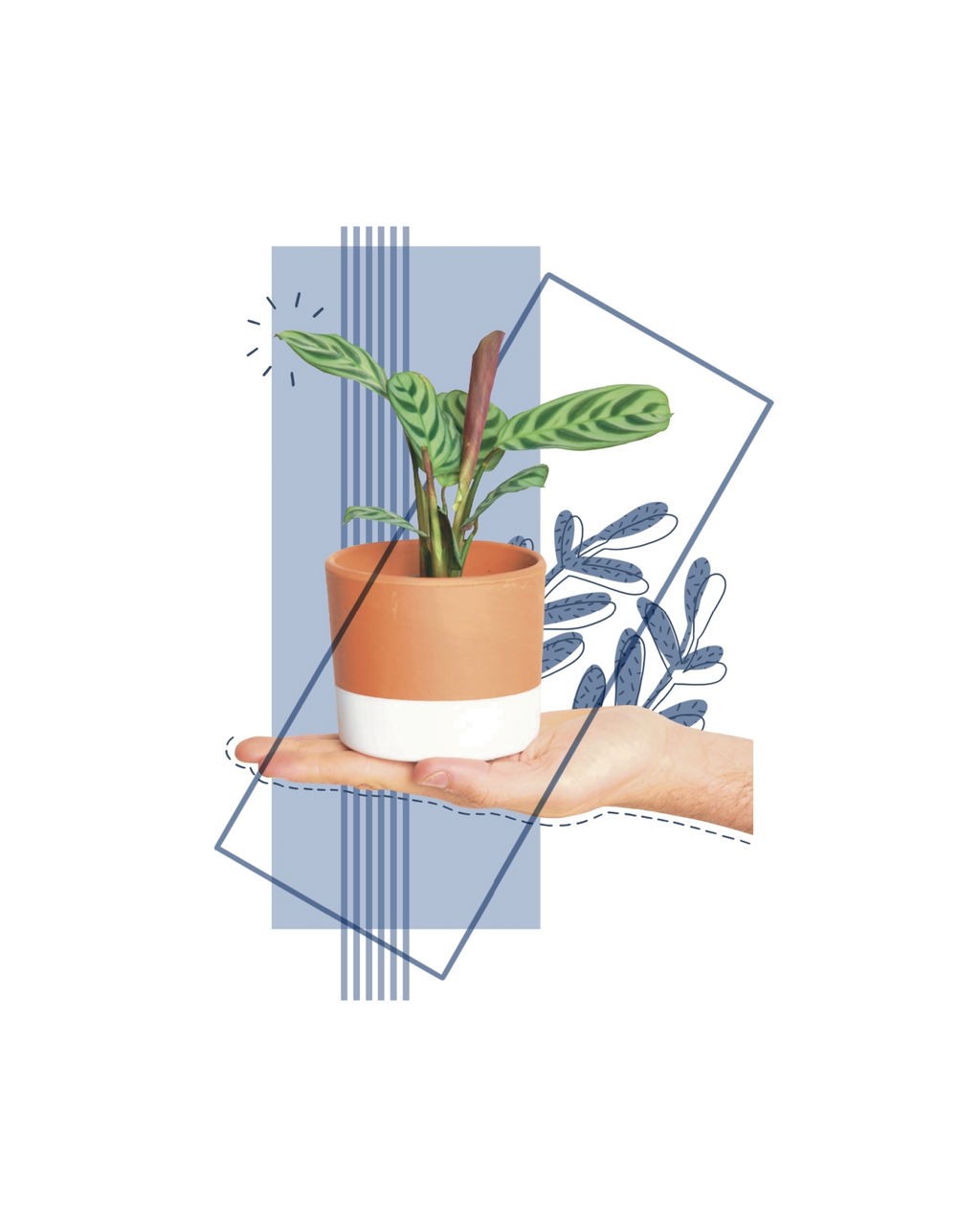 Lámina Amabilis A4