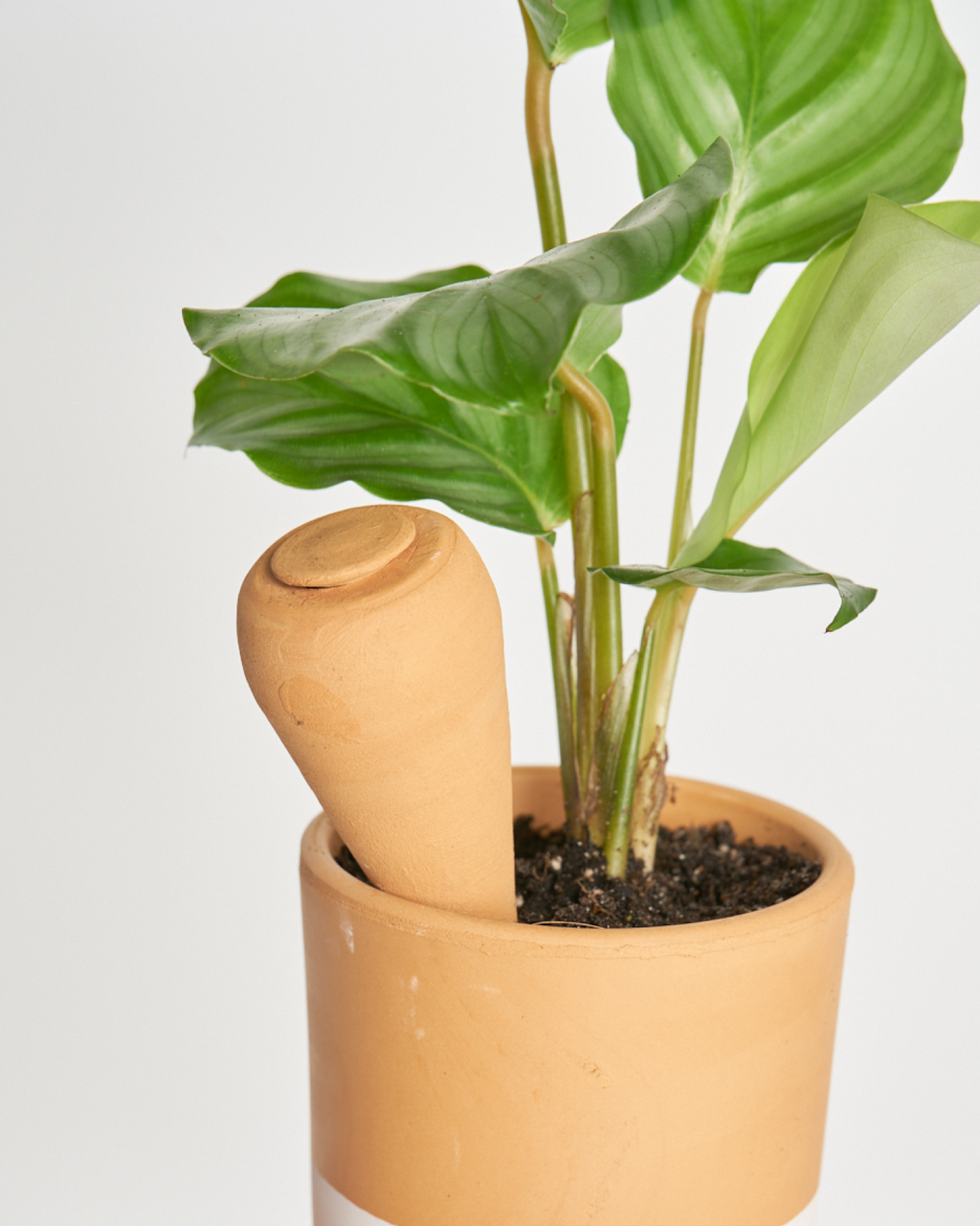 Autorriego miniplanta talla M