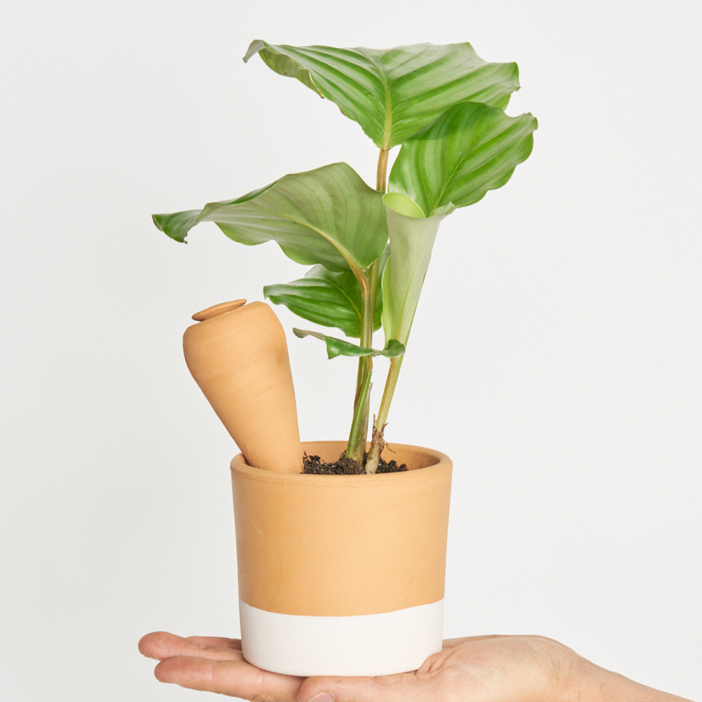 Autorriego miniplanta talla M