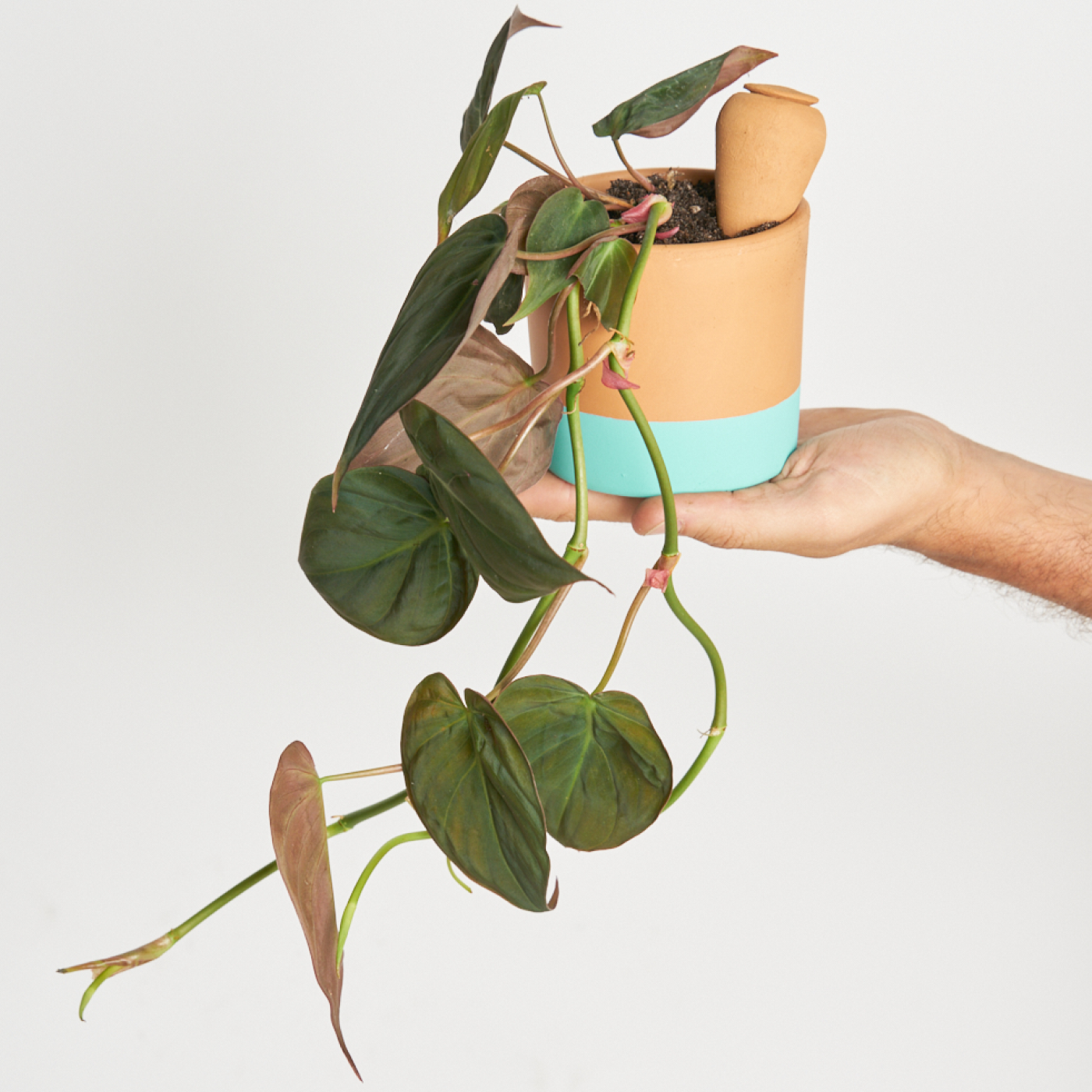 Autorriego miniplanta talla S