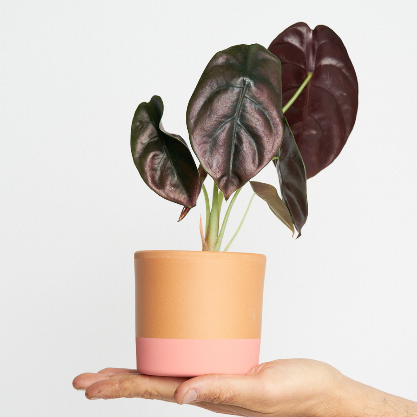 Alocasia Cuprea