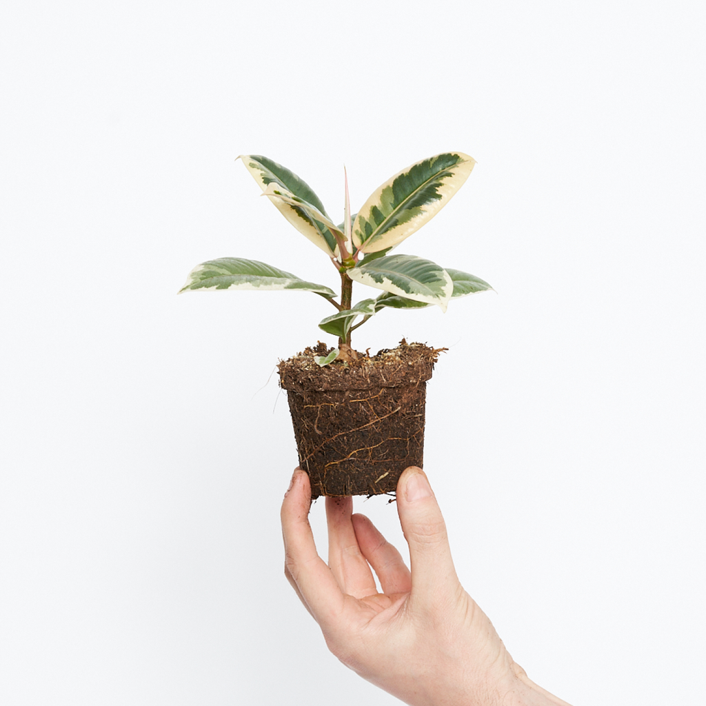 Ficus Elástica Tineke M