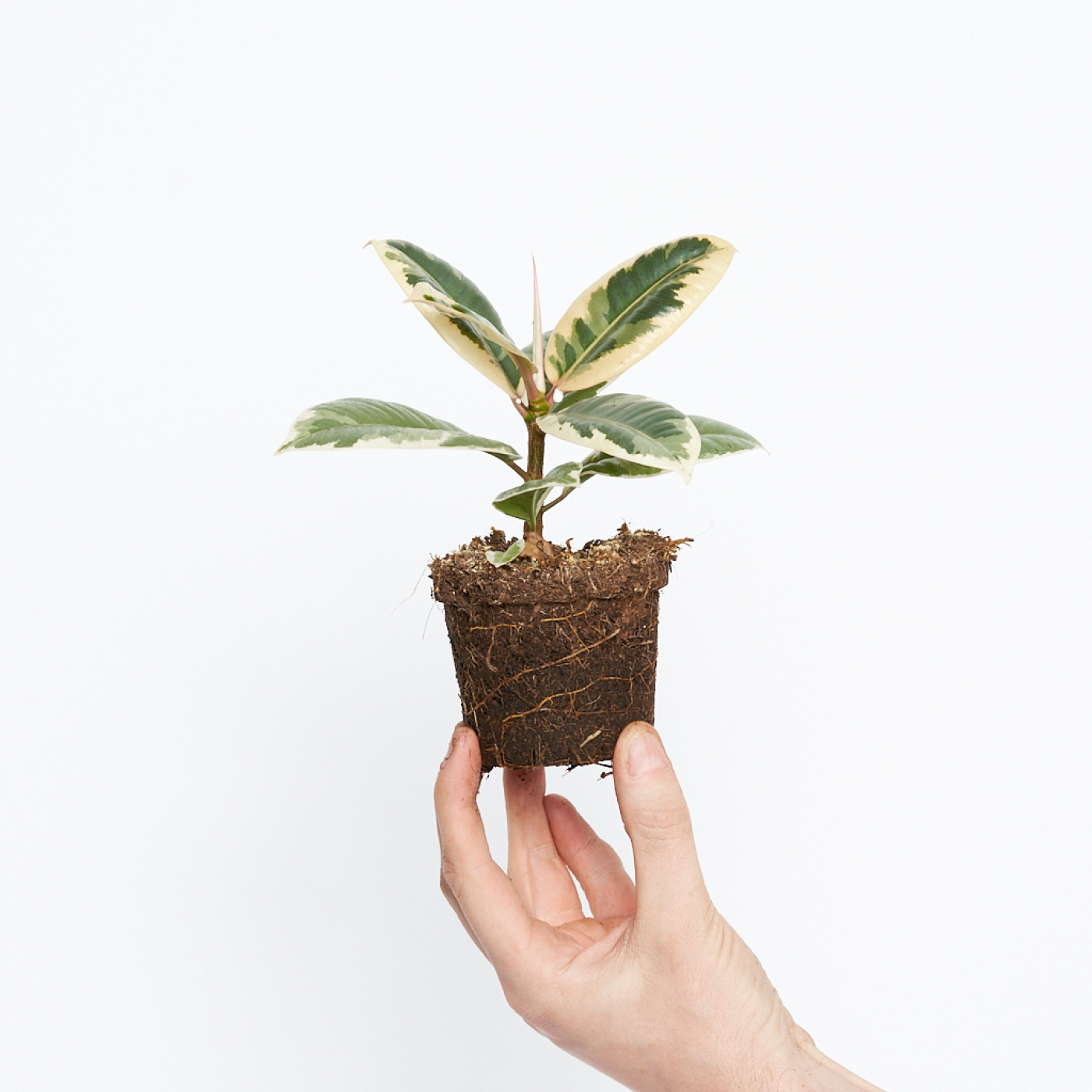 Ficus Elástica Tineke M