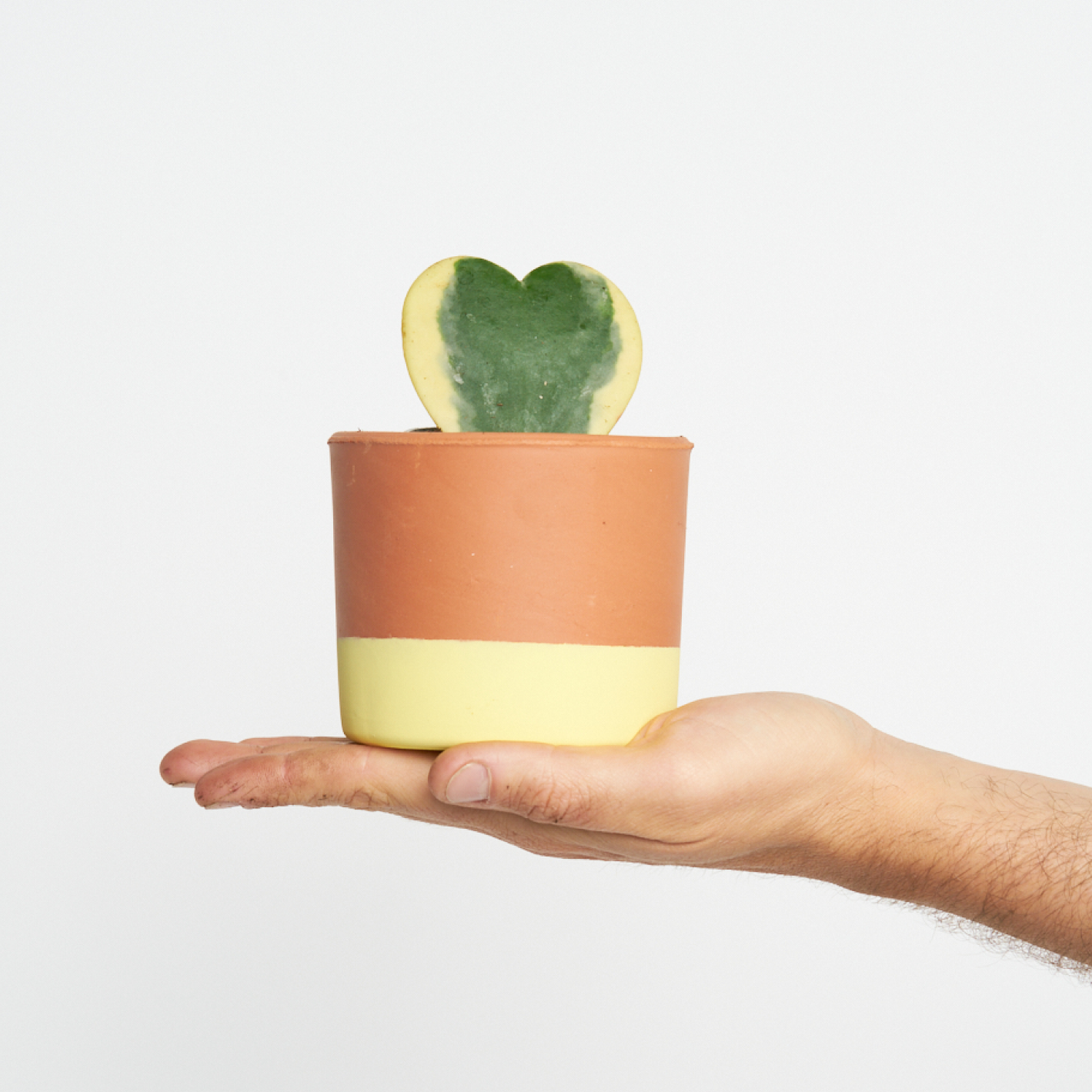 Hoya Kerrii Variegata