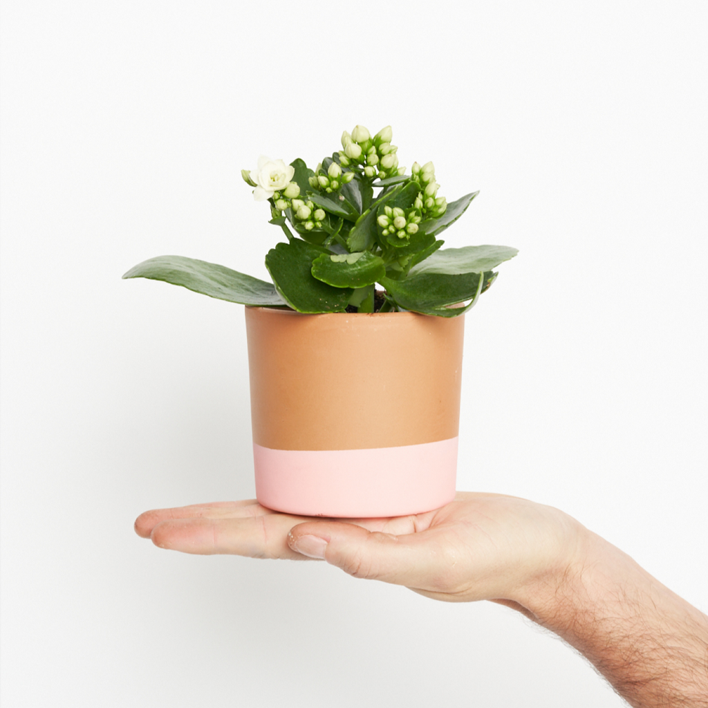 Kalanchoe White