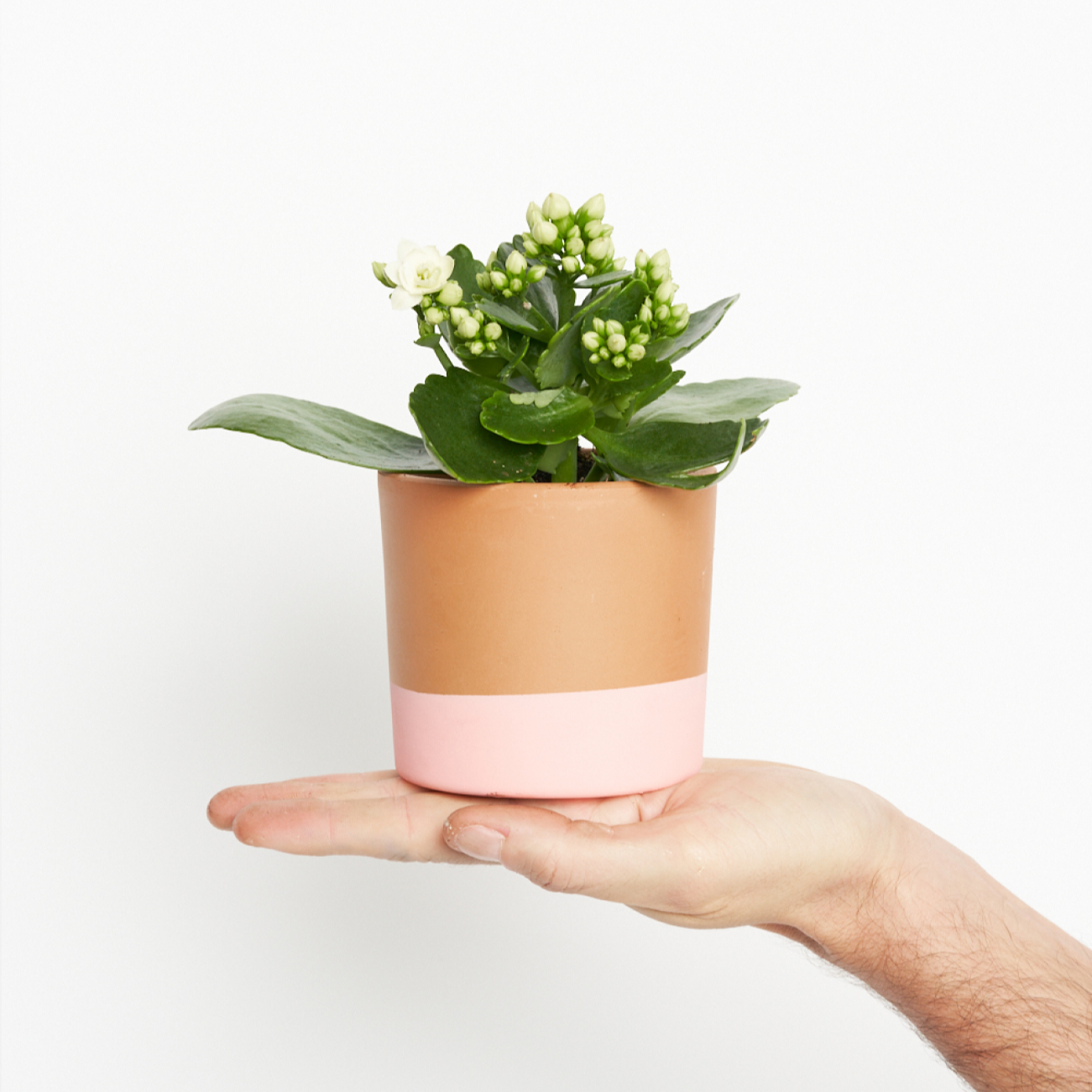 Kalanchoe White