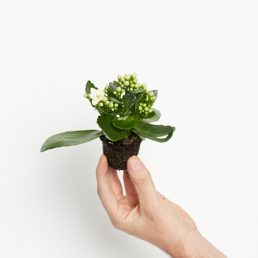 Kalanchoe White