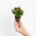 Kalanchoe Rojo