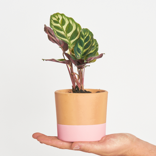 Calathea Makoyana