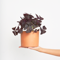 Oxalis Triangularis Morado