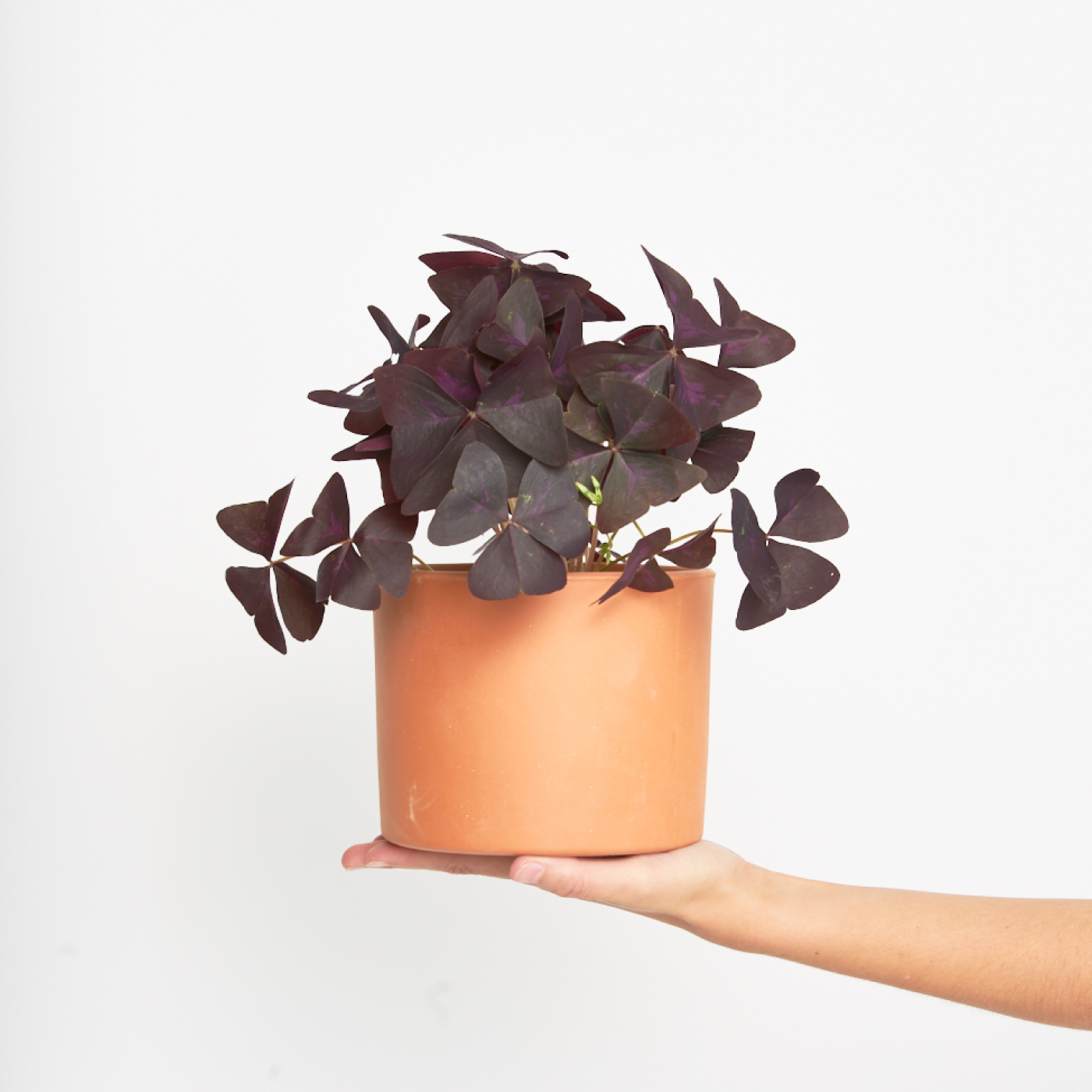 Oxalis Triangularis Morado