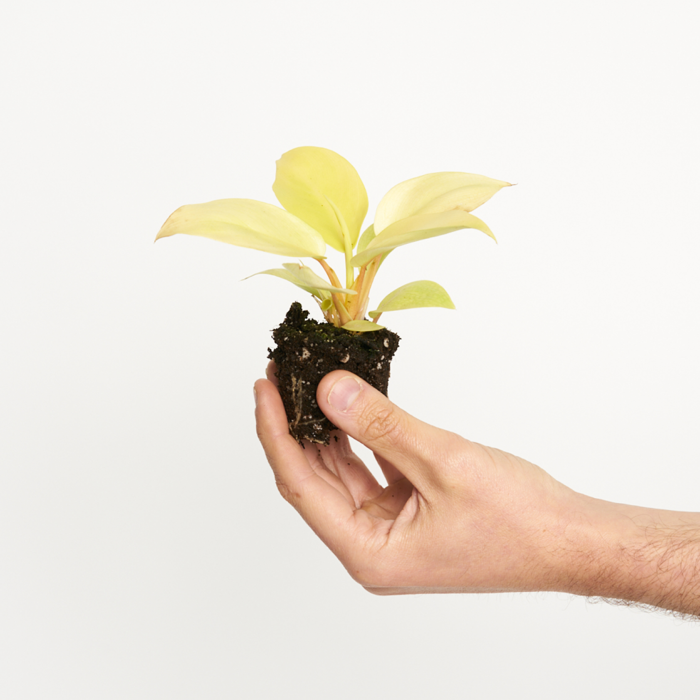 Philodendron Golden Violin