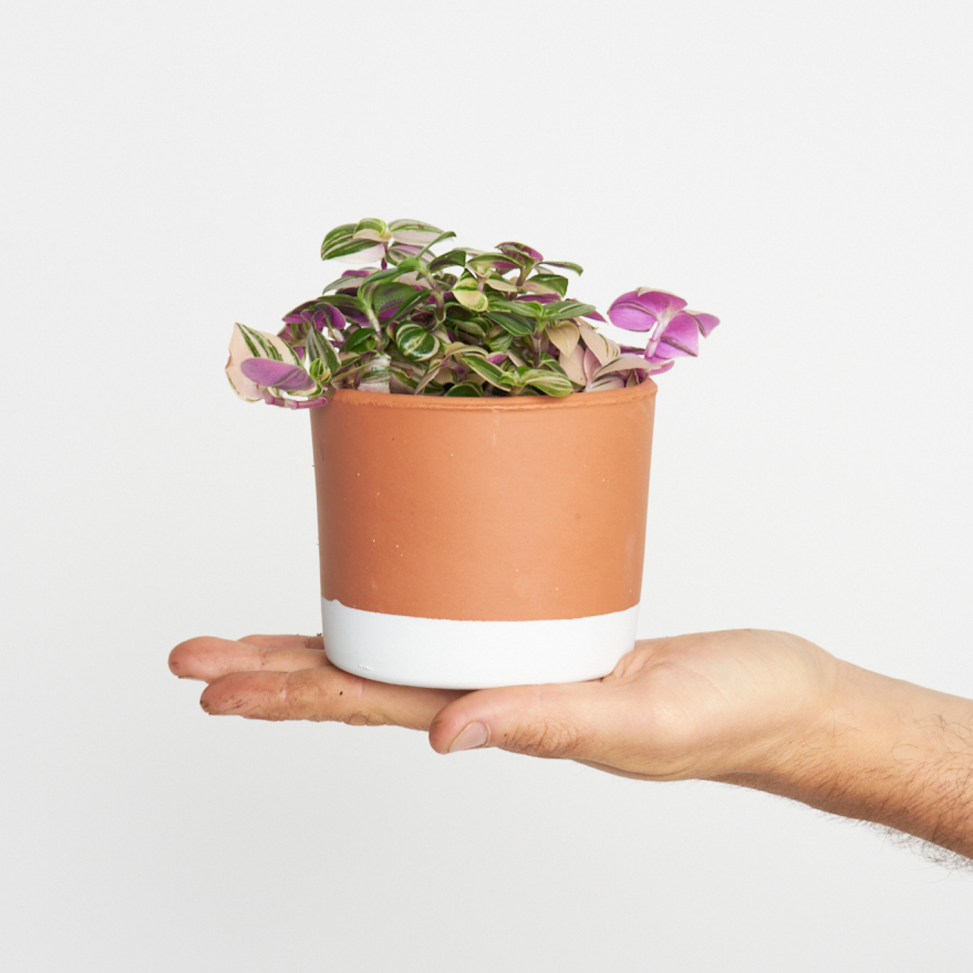Tradescantia Pink Panther