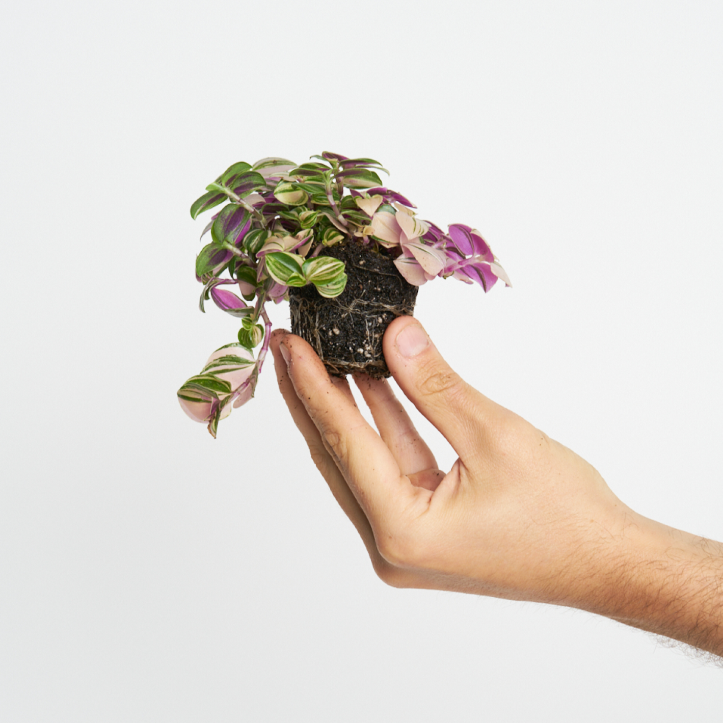 Tradescantia Pink Panther